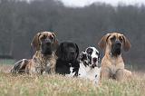 DOGUE ALLEMAND 656